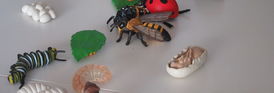 Auf dem Bild sind tastbare Modelle von Insekten dargestellt. Tastmodelle vermitteln blinden und sehbehinderten Menschen einen Eindruck von der Form und Beschaffenheit.